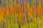 USA, Utah. Wasatch Mountains blur of Aspen in fall color along Highway 39 Art Print